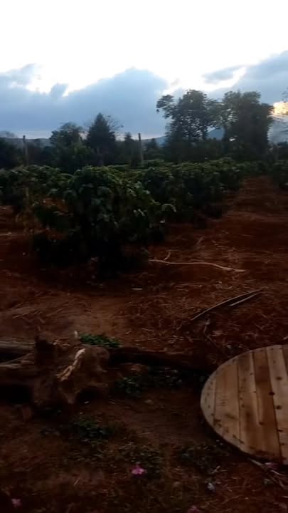 Nhà riêng Ea H'Leo 625m² giá 1.25 tỷ - Sổ hồng sẵn, Giá tốt hiếm có!