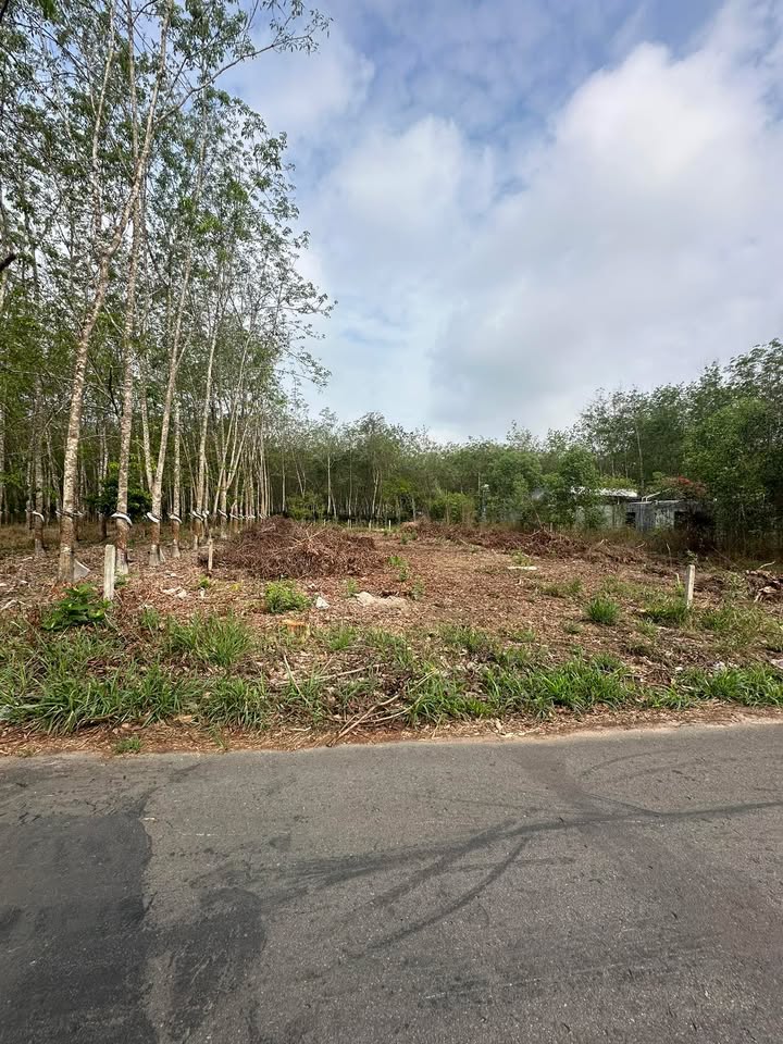 Đất Nền Long Hoà Dầu Tiếng 500m² - Tiềm năng tăng giá vượt trội!