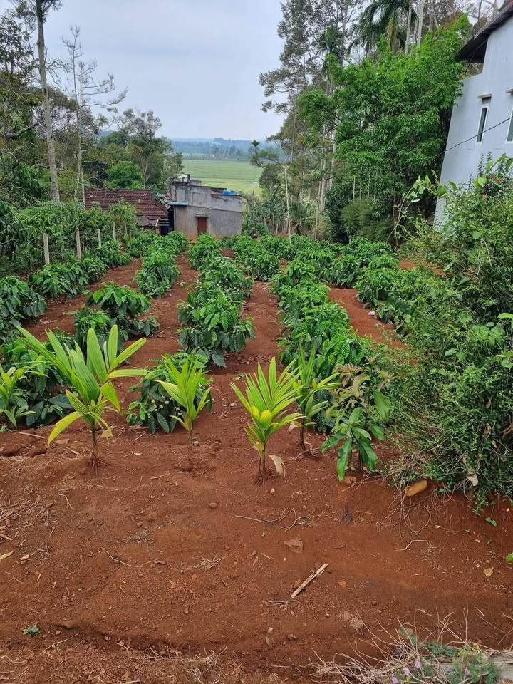 Đất nền Quốc lộ 14 Gia Nghĩa 1300m² - Sổ đỏ chính chủ!