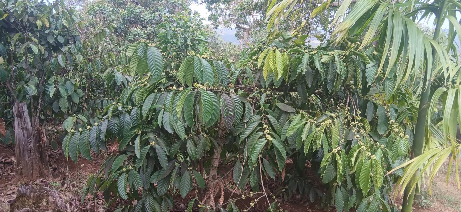 Đất cafe Quảng Tín, Đắk Nông 7000m² giá 1.4 tỷ - Đầu tư dài hạn!