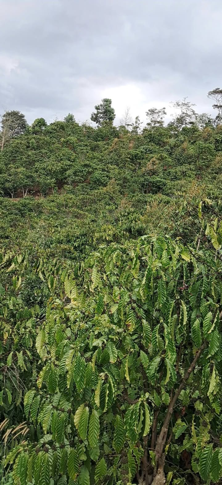 Farm 1.9ha Đắk Nông - Kinh doanh Cà phê, Tiêu, Sầu riêng - Giá 1.6 tỷ