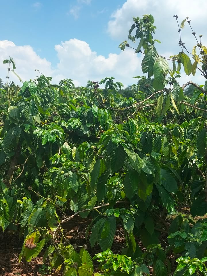 Vườn 1.3ha Đăk R'Moan, Gia Nghĩa 1.3 tỷ - Sinh thái xanh!