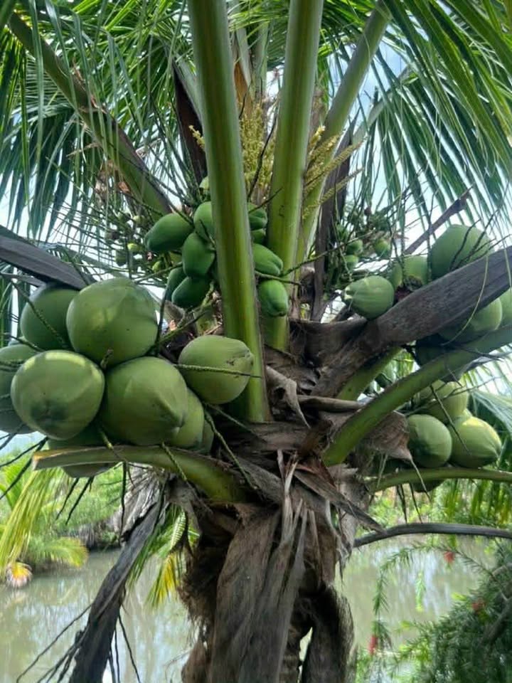 Đất Vườn Hàm Liêm - 18.000m² Mặt Tiền 65m - Giá Đầu Tư 29.25 Tỷ