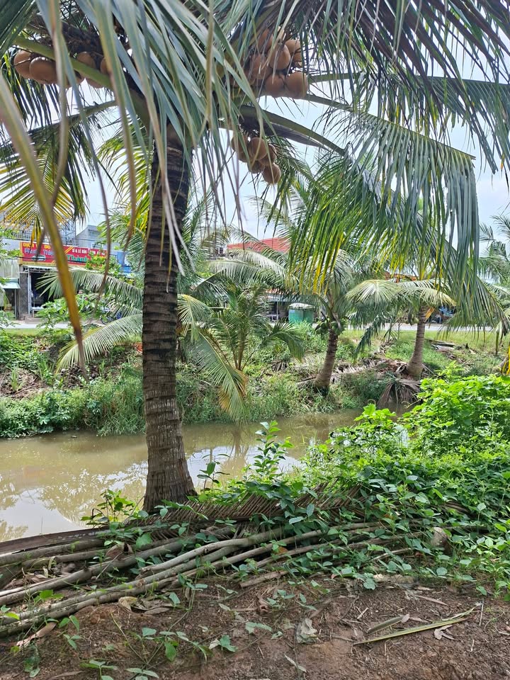 Đất Vườn Long An 1750m² - Sẵn Sàng Chuyển Thổ Cư, Giá Đầu Tư 3.2 Tỷ