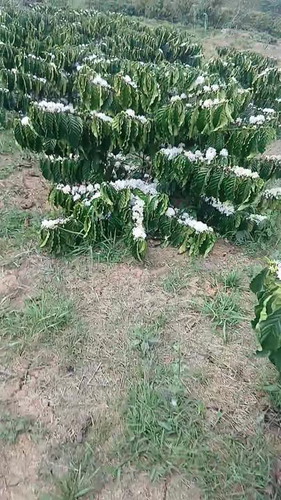 Đất vườn Di Linh Lâm Đồng 720m² giá 1.2 tỷ - Nghỉ dưỡng lý tưởng!