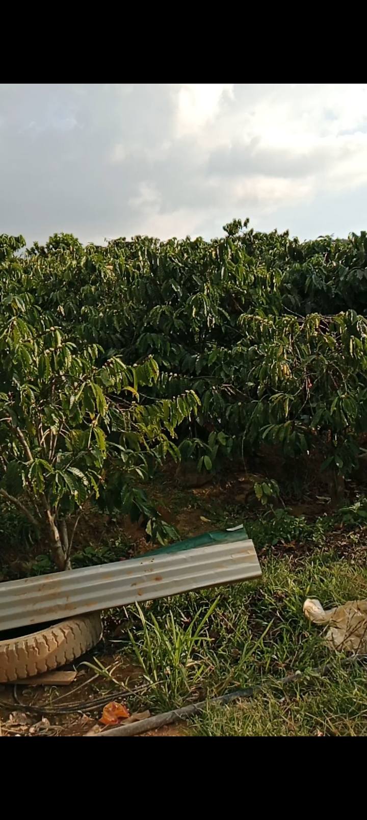 Bán Đất Vườn Gung Ré Di Linh 9.000m² - Nghỉ Dưỡng Lý Tưởng