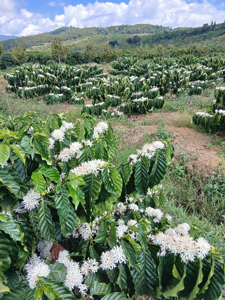 Bán Đất Di Linh 1080m² Mặt Đường Lớn - Giá 1.2 Tỷ Chính Chủ