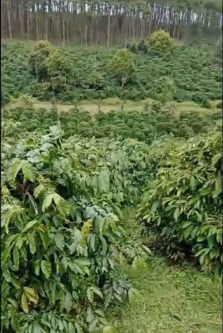 Đất Đỏ Triền 4.2ha Xã Liên Đầm, Di Linh - Thu Mạnh 20 Tấn Cà Phê/Năm