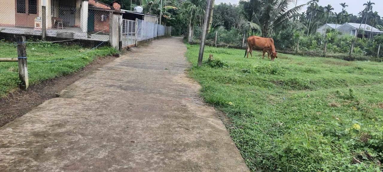 Đất nền Nghĩa Thuận Tư Nghĩa 125m² giá 3xx triệu - Đường ô tô tới đất!