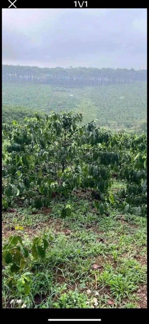 Đất Vườn Lạc Dương 720m² 750 Triệu - Nghỉ Dưỡng Lý Tưởng!