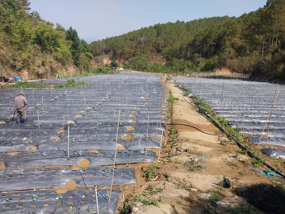 Đất Nông nghiệp Ka Đơn, Đơn Dương 2ha - Sẵn sàng canh tác!