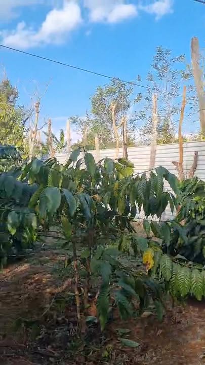 Đất Vườn Đắk Lắk 5000m² - 2.1 Tỷ - Vườn Sầu Riêng Trĩu Quả