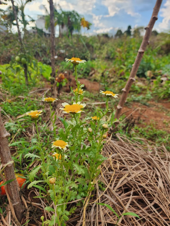 Đất nền Trần Nhân Tông, Buôn Ma Thuột 115m² - Sổ đỏ chính chủ