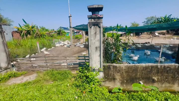 Đất Vườn Thăng Bình 1500m² - Sổ Đỏ 300m² Đất Ở - Giá 1.1 Tỷ