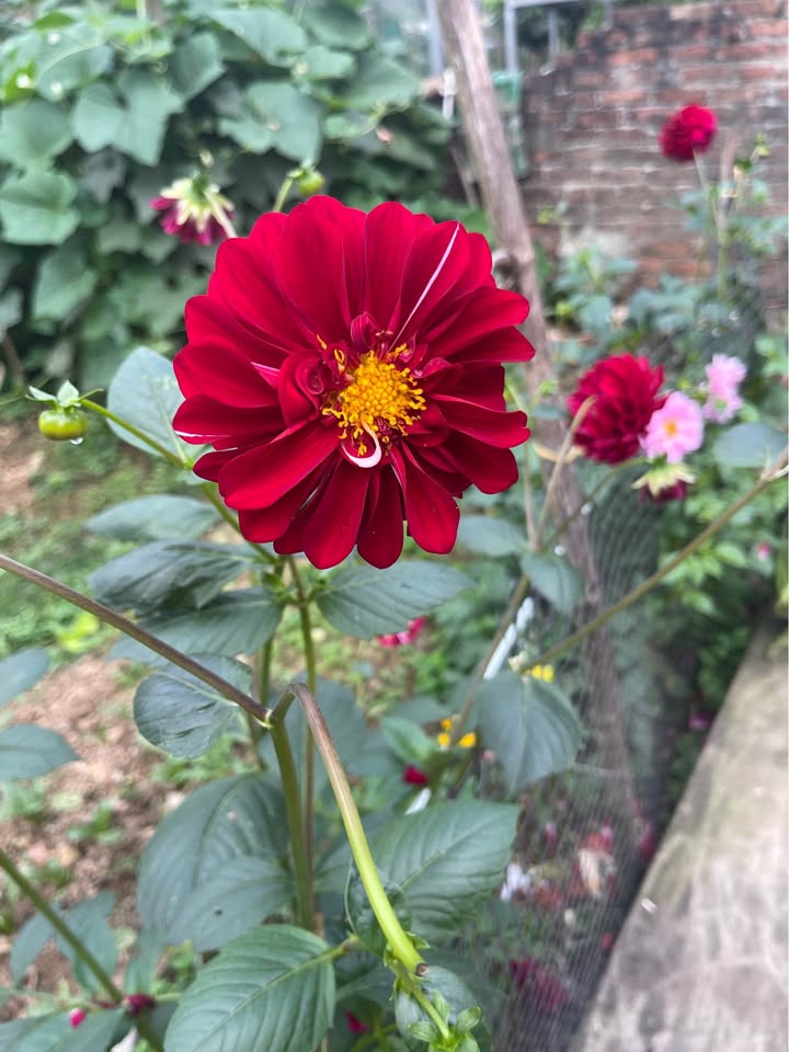 Cặp Đất Nền Khu A1 Phương Trang Đà Nẵng 208m² - Tiềm Năng Tăng Giá Vượt Trội