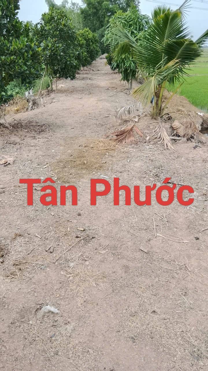 Bán 3500m² đất vườn Tân Phước Tiền Giang - Đầu tư dài hạn chỉ 560 triệu