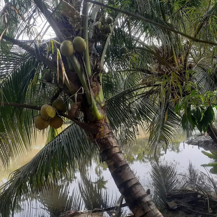 Thuê nhà vườn An Sơn Thuận An 800m² giá 4.5 triệu - View hồ cực chill