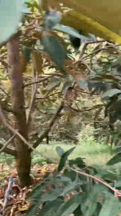 Đất vườn Đa Tẻ, Đạ Huoai 50.000m² 2.3 tỷ - Đang cho thu hoạch!