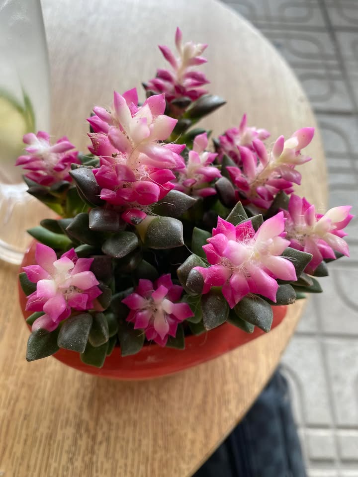 Đất Vườn Bình Quý Thăng Bình 1500m² - Tiềm năng tăng giá vượt trội!