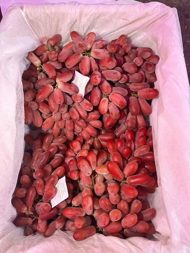 Đất Vĩnh Hòa Phú Giáo 480m² Sổ Đỏ 750 Triệu - Vị Trí Đẹp