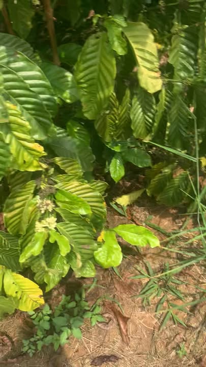 Đất nền Đắk Nông 1.5ha - Tiềm năng tăng giá, sổ đỏ chính chủ