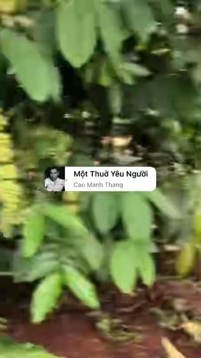 Đất Rẫy Cà Phê 2.4ha Iaphìn, Chư Păh - Sinh lời bền vững, 6 tỷ!