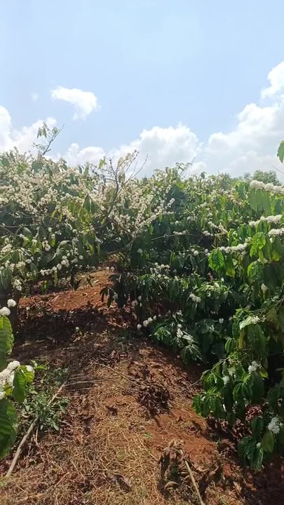 Đất nền Ia Băng, Đăk Đoa 1.5ha – Tiềm năng tăng giá vượt trội!