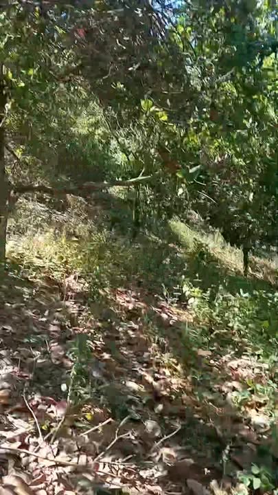 Bán Gấp Farm 20.000m² Ia Dom, Đức Cơ, Gia Lai - Sẵn Sàng Đầu Tư