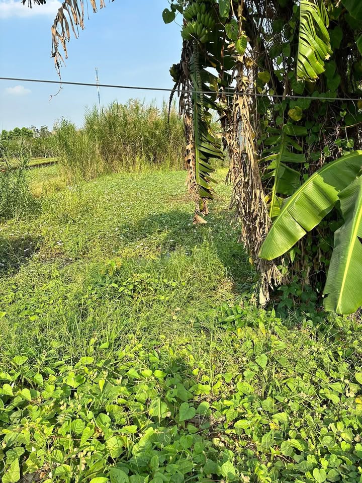 Đất nền Tân Khánh Trung 133m² - Đất thổ cư 100%, đường ô tô tới đất!