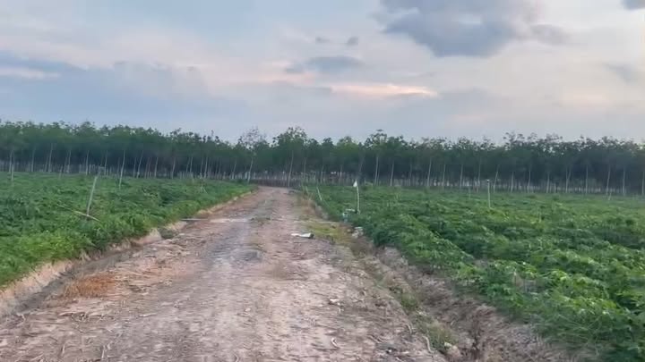 Bán Gấp Đất Vườn 15.000m² - 1.2 Tỷ/Mẫu Tại Tân Biên, Tây Ninh