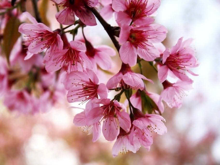 Đất nền Phường 8 Đà Lạt 60m² - Sổ đỏ chính chủ!