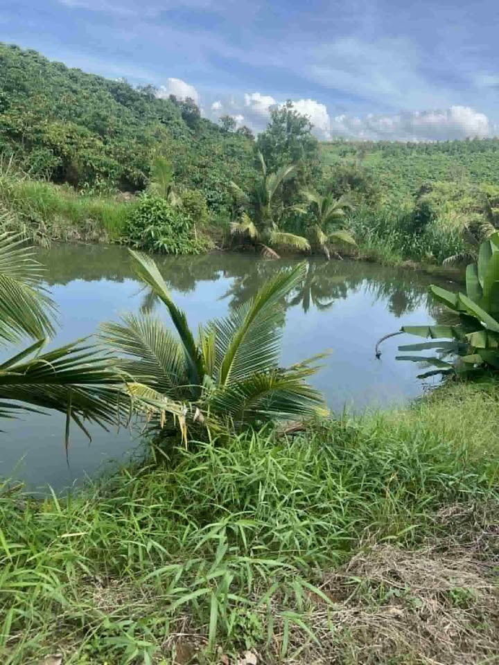 Đất vườn Di Linh, Lâm Đồng 2160m² giá 2.31 tỷ - Sổ đỏ chính chủ!