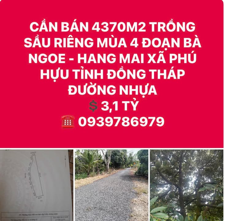Đất vườn Phú Hựu 4370m² Đồng Tháp - Đầu tư dài hạn, Sầu riêng mùa 4!