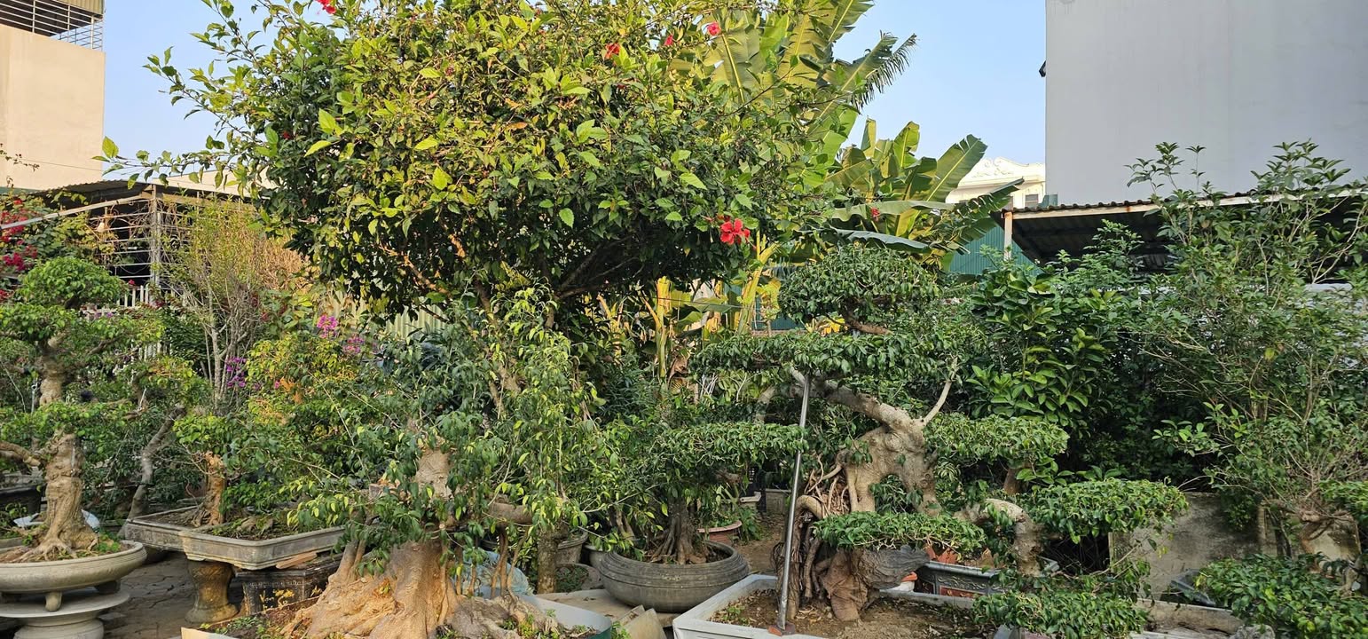 Đất Tái Định Cư Xuân Phú Sầm Sơn 94.4m² - Sổ Đỏ Sẵn Sàng