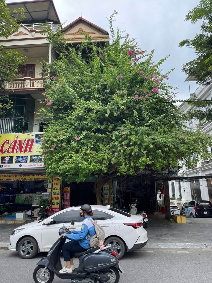 Bán cặp nhà phố Hoàng Liên 137m² hơn 1 tỷ - Vị trí kinh doanh đắc địa