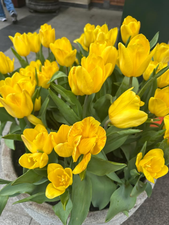 Đất nền Đường Số 25, BMT 135m² - Đất thổ cư 100%, xây dựng tự do!