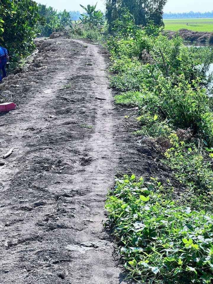 Đất Nền Xã Nhơn Hoà, Tân Thạnh 10000m² - Tiềm năng tăng giá!