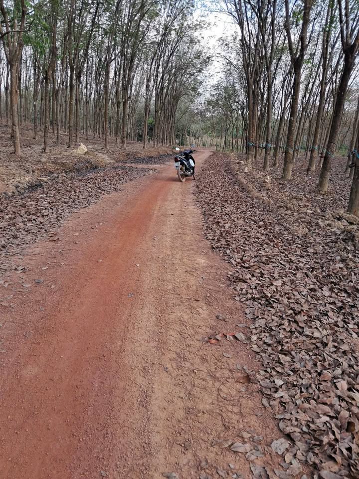 Bán Gấp 2.45 Héc Cao Su Phú Riềng - Đường Ô Tô, Giá Đầu Tư 4.2 Tỷ