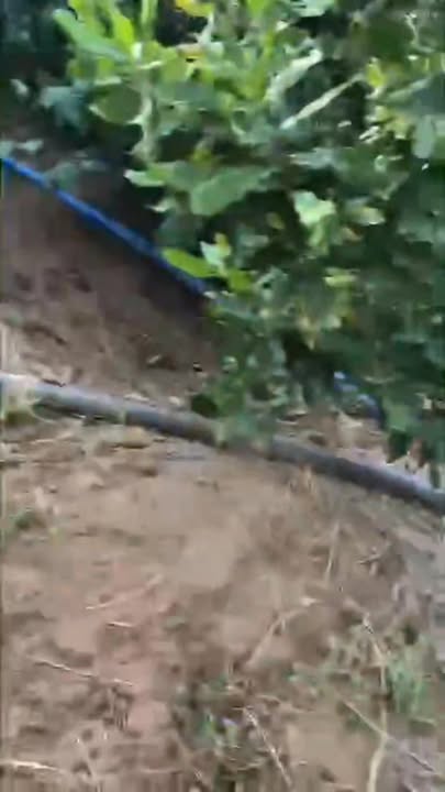 Bán Gấp Farm 16.000m² Tỉnh Lâm Đồng - Sổ Đỏ Rõ Ràng