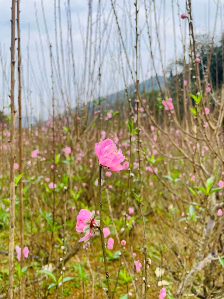 Đất nền Phong Quang, Vị Xuyên 350m² - Tiềm năng tăng giá vượt trội!