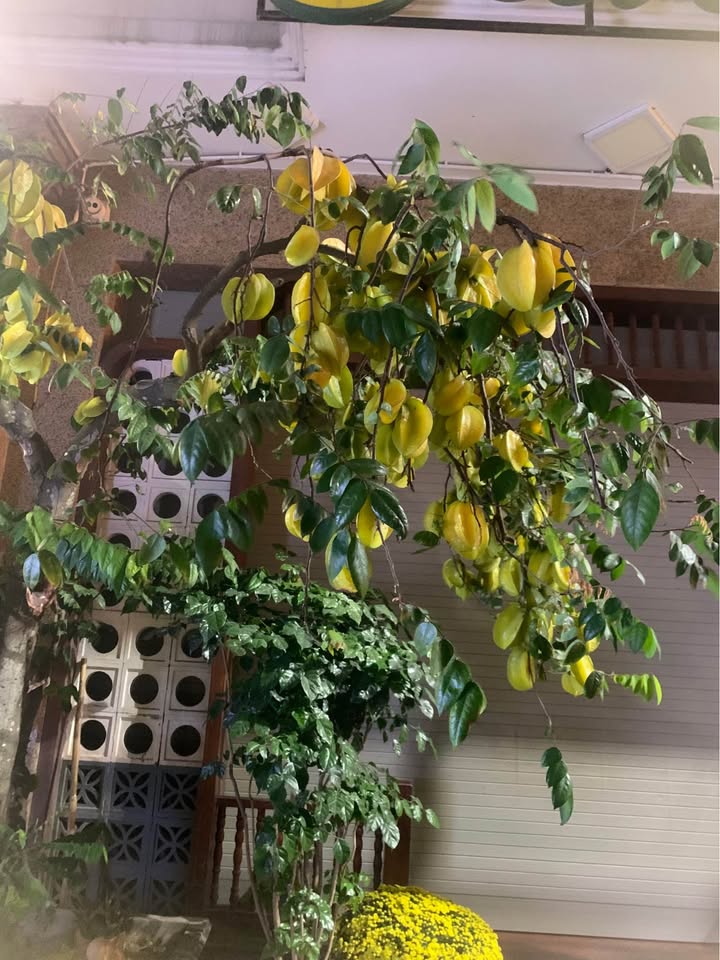 Đất nền Greenberry Thủy Nguyên 81m² - Tiềm năng tăng giá vượt trội!