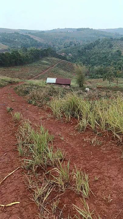 Đất Nền Bù Boong Tuy Đức 3.1 héc 3.5 tỷ - Sổ đỏ chính chủ!