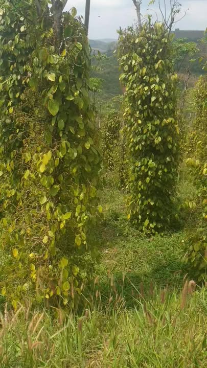 Đất nền Phường Nghĩa Đức, Gia Nghĩa 6200m² - Sổ đỏ chính chủ