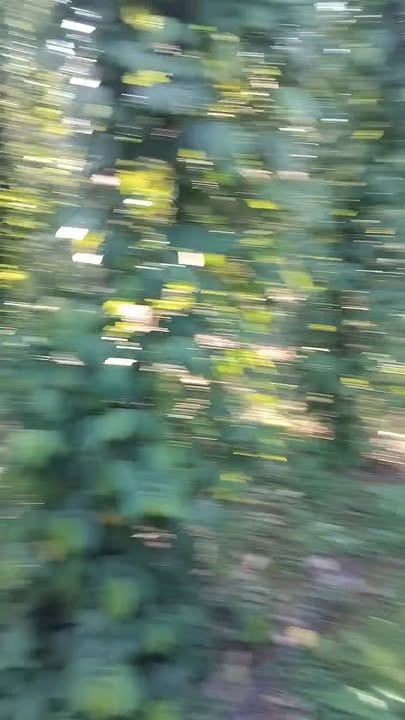 Bán Đất Nông Nghiệp 2500m² Sơn Thành Tây, Phú Yên - Sẵn Sàng Thu Hoạch, Đường Oto