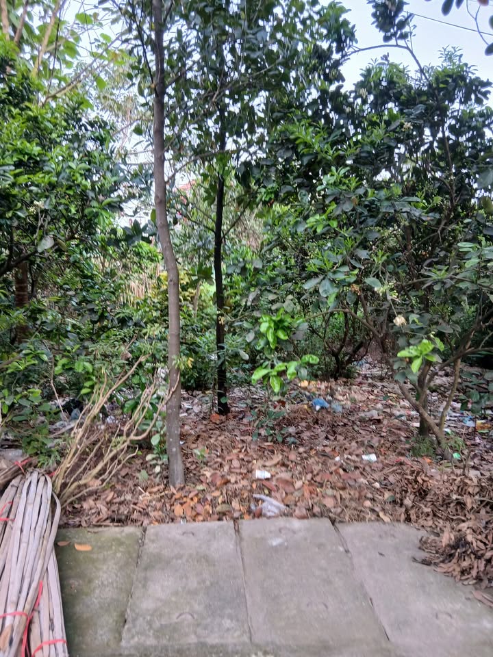 Đất nền Tứ Xã, Vĩnh Tường 150m² - Đất thổ cư 100%, Sổ đỏ trao tay!