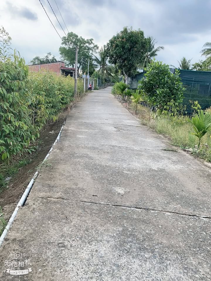 Bán Gấp Đất Vườn 3000m² Tại Chợ Lách, Bến Tre - Sổ Đỏ Sẵn Sàng