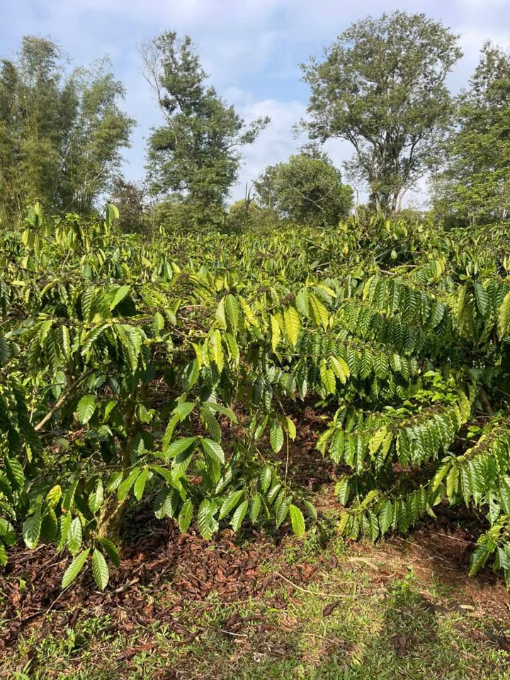 Đất Vườn Cư M'gar 2880m² - Nghỉ Dưỡng Lý Tưởng, Sinh Thái Xanh!