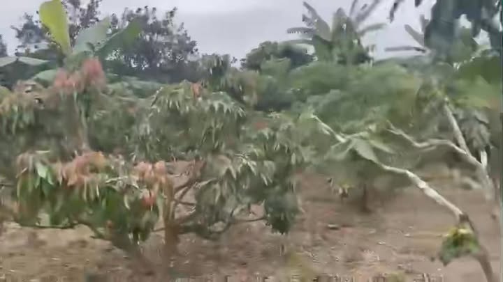 Đất Vườn Tân Lập, Lục Ngạn 2160m² - Tiềm Năng Tăng Giá Vượt Trội!