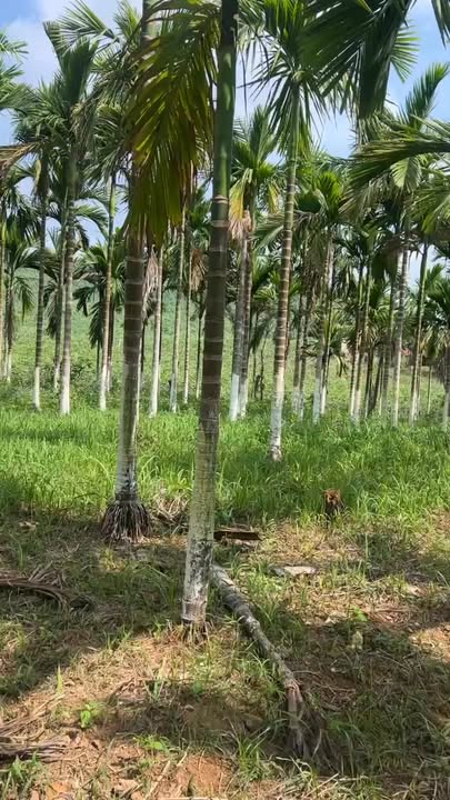 Đất nền An Lạc, Sơn Động 3753m² dưới 1 tỷ – Tiềm năng tăng giá vượt trội!