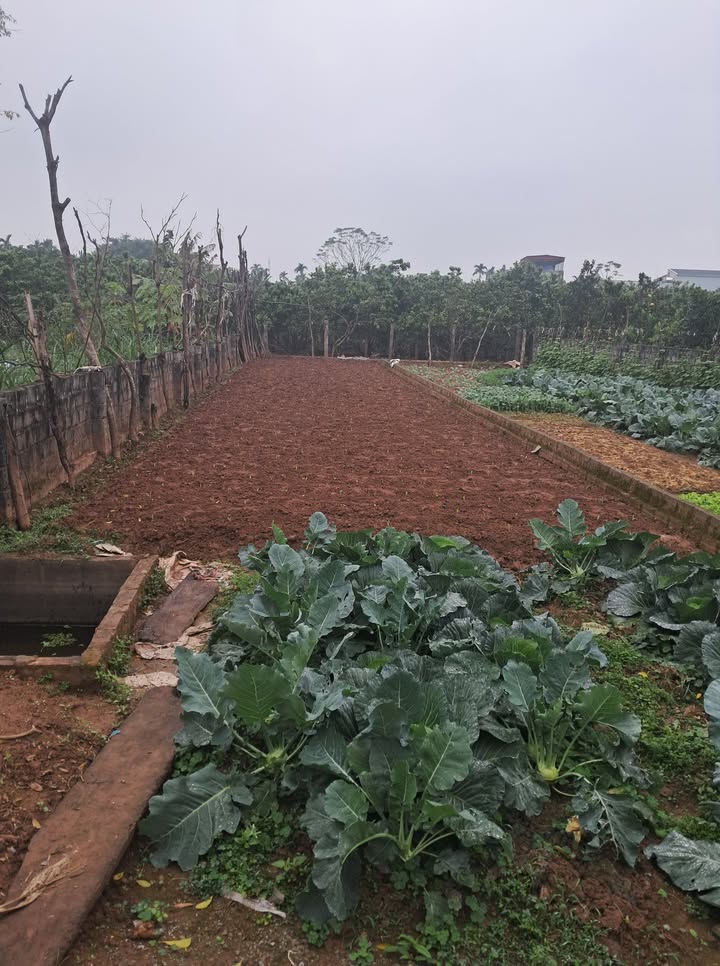 Đất nền Đồng Du Bình Lục 171m² - Pháp lý rõ ràng, tiềm năng đầu tư!